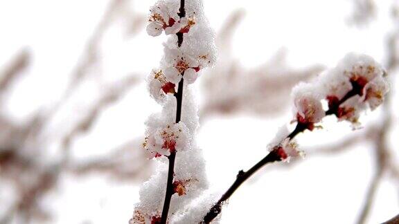春天樱花树上的雪气候天气的变化电影的拍摄