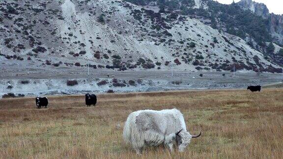 牦牛在牧场上吃草