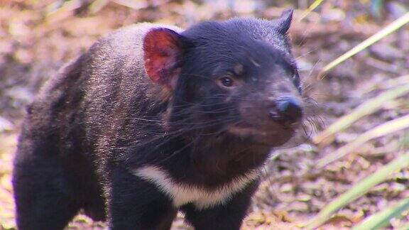 澳大利亚动物-袋獾