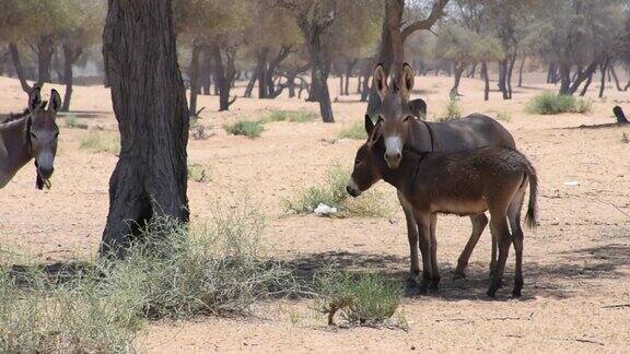 在阿拉伯联合酋长国沙漠炎热的阳光下的驴或驴(非洲驴)