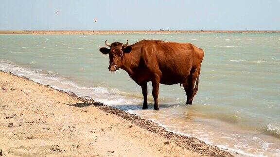 一头奶牛站在海滩的水里