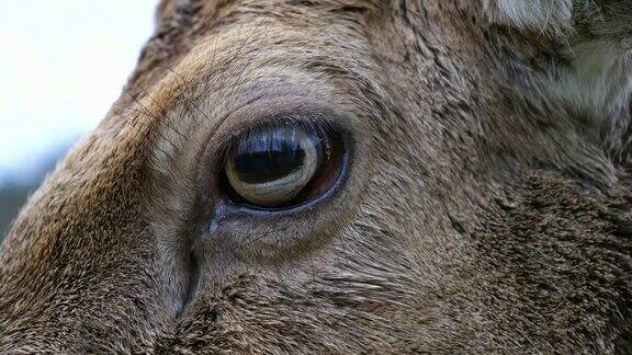 近距离观察一只白鹿的眼睛