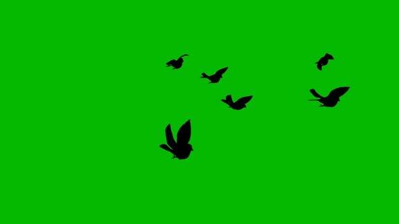 鸟的身影飞绿屏