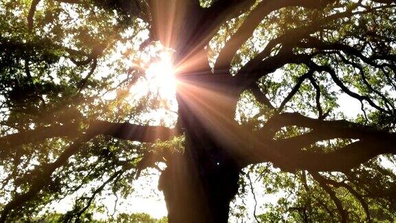 阳光穿过一棵古老的橡树