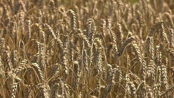 麦田靠近金色的麦穗美丽的自然日落景观阳光下的乡村风光草甸麦田成熟穗的背景丰收