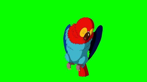 彩色鹦鹉清洁羽毛经典手工制作的动画