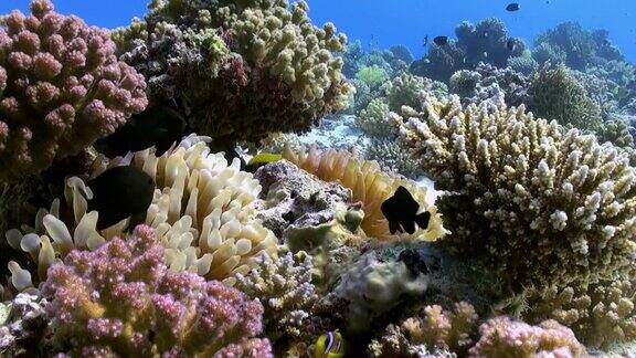 海葵和小丑鱼在海底的珊瑚礁