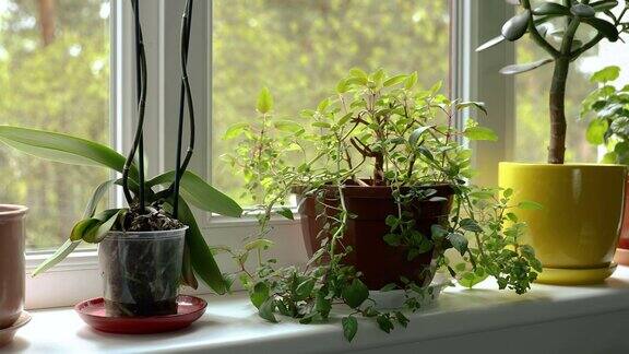 阳光充足的窗台上种植室内盆栽植物