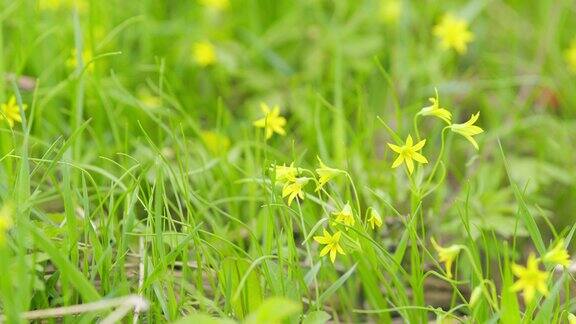 在春天盛开的黄色小花森林里春暖花开