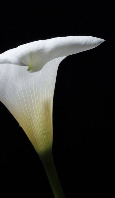 白色的马蹄莲花在黑色的背景上旋转在特写中被孤立垂直视频
