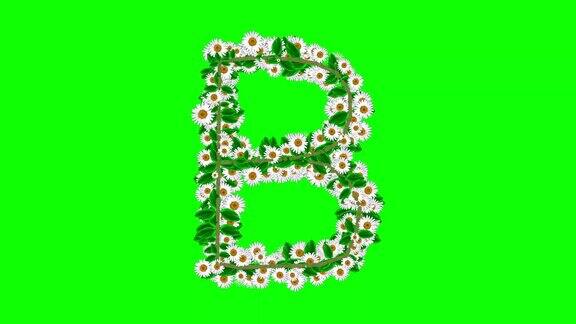 英文字母B与白色雏菊花在绿色屏幕背景