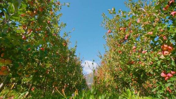 蓝天下草径沿着一排排的苹果树伸展开来