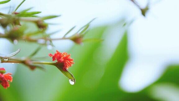 花在雨天