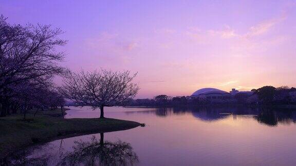 美丽的日落和一棵孤零零的树倒映在湖面上