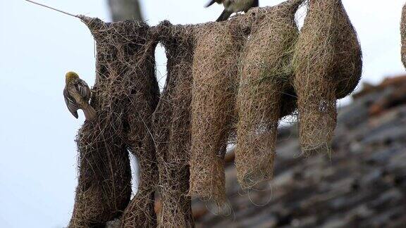 巴雅织布在雨季筑巢