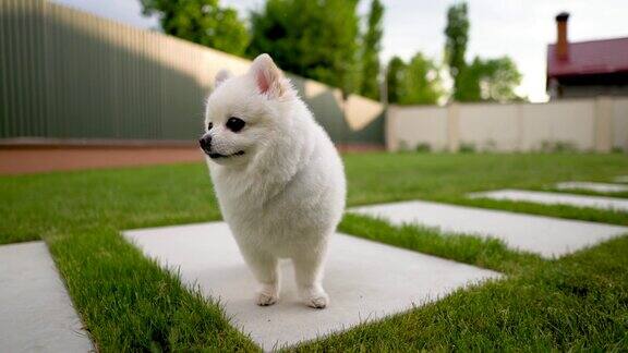 小的白色博美犬站在瓷砖上的特写后院