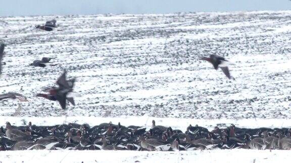 成千上万的大雁在乡村的雪地上飞翔