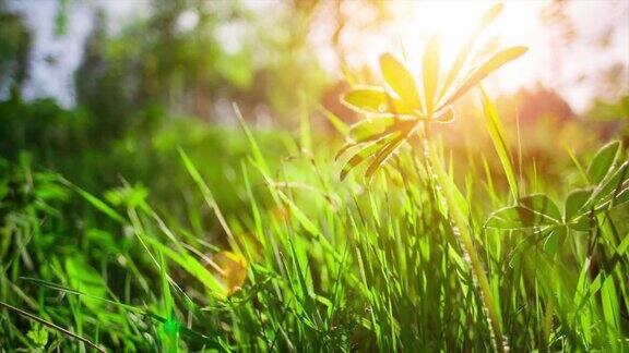 春天的小草在阳光的照耀下