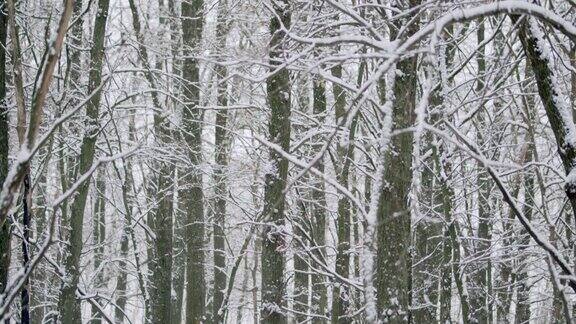 雪花飘落的慢动作橡树在冬天的背景