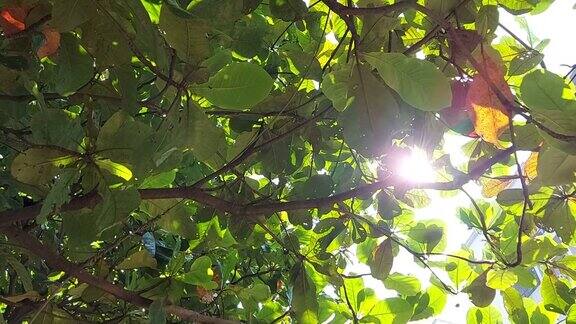 透过树叶和树枝的阳光