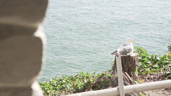 暴露镜头:一只鸟坐在栏杆上