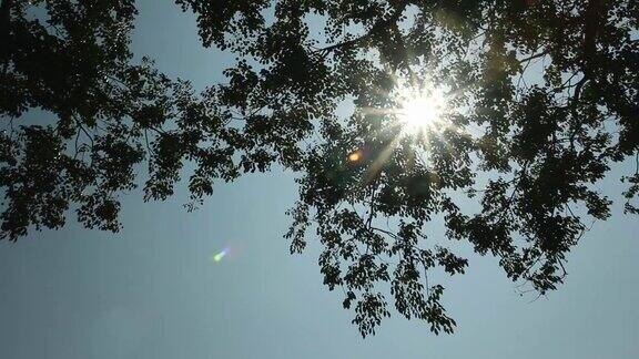 背光树木的剪影与阳光的自然