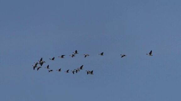 一群正在迁徙的野灰鹅