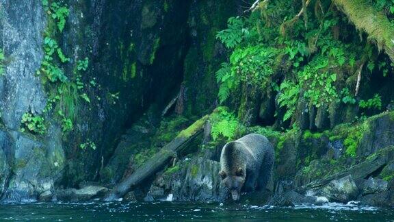 一只熊沿着河走站在岩石上找鱼