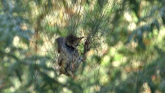 一只小鸟被网缠住了