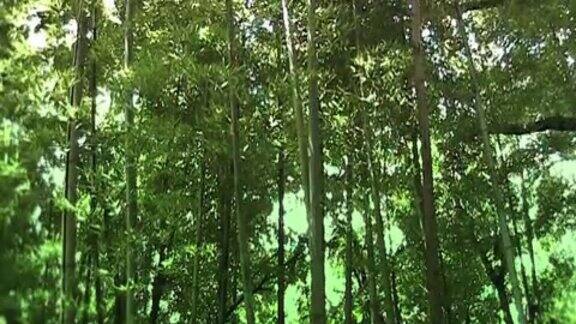 东亚的竹林