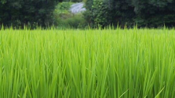 仲夏时节的日本乡村稻田里绿色的水稻在风中摇曳