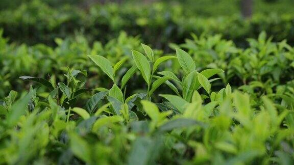 茶植物特写新鲜的绿茶叶子