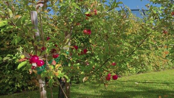 阳光明媚的秋日花园里的树上长着红苹果瑞典