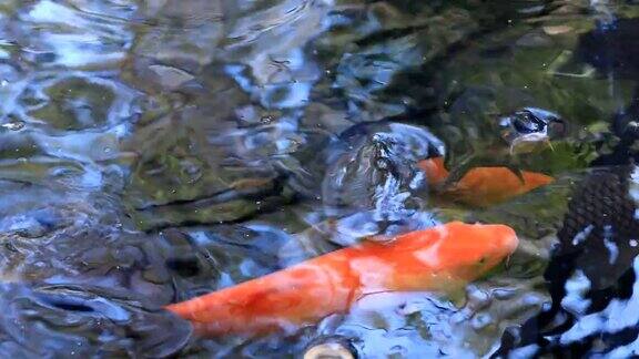 在东京前浦寺公园池塘里游泳的鲤鱼