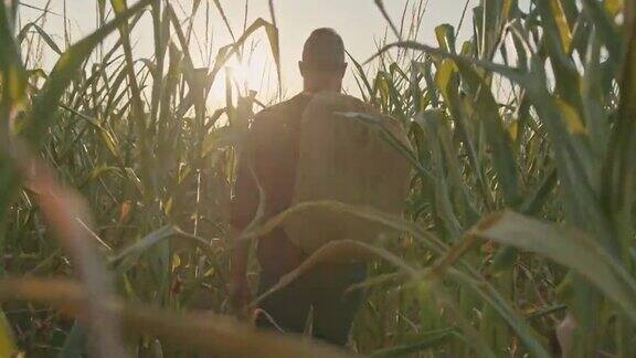 一个农民背着一袋玉米穿过田野