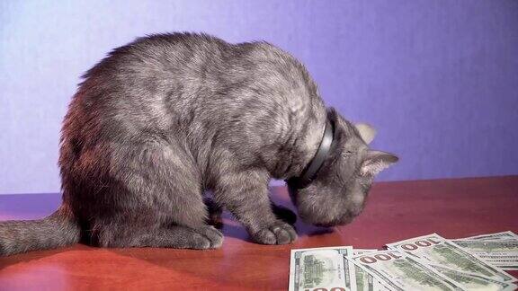 大灰猫嗅着一堆绿色钞票紧张地看着摄像机