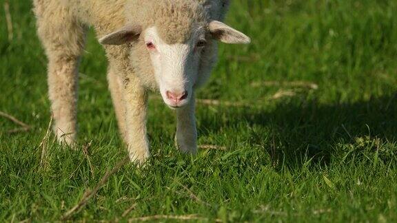 草地上的羊摇晃着呼吸吃着草尖叫着把头转向一边宠物农业产业畜牧业自然的肉天然羊毛