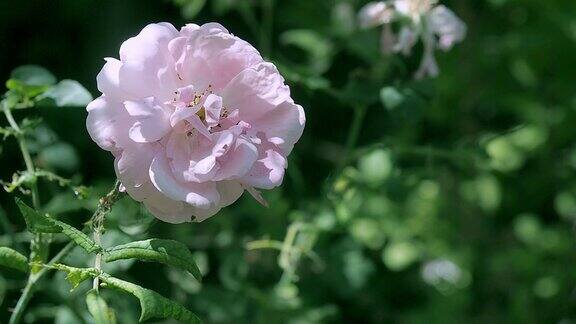 奶油色的玫瑰在花园里随风摇摆香槟色的玫瑰花蕾映衬着绿色的叶子靠近一点夏天盛开的玫瑰模糊的背景柔和的选择焦点