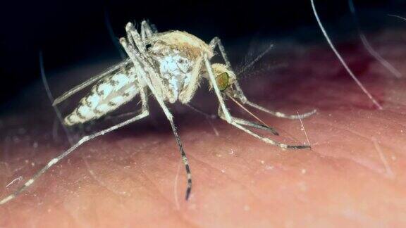 蚊子在人的手臂上寻找一个地方被刺住然后喝人的血蚊子吸人血的特写小雌蚊子咬人的皮肤的宏观特写