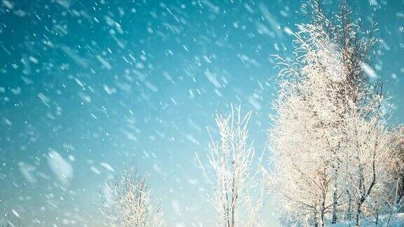 蓝天下树木被雪覆盖