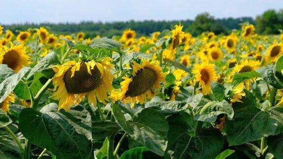 向日葵在田野许多美丽的向日葵在充满活力的颜色