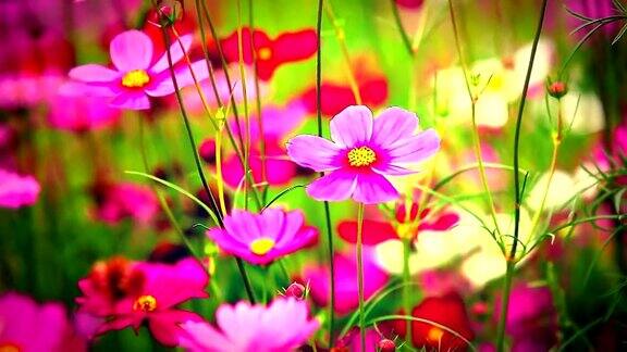 在美丽的日子里田野上开着粉红色的花