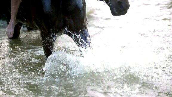 黑马在河上跺着蹄子溅起了水