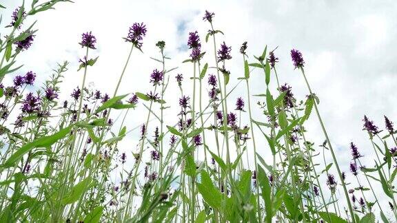 夏日里草地上长满了丹参野花雨后的蓝天清新的草甸蜜蜂和大黄蜂给花授粉从下面看紫色的野花和昆虫