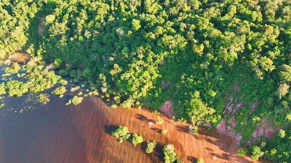 位于巴西亚马孙的自然热带亚马逊雨林