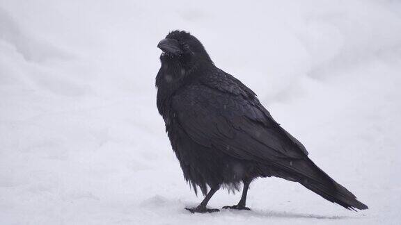 乌鸦在雪地上冬天白雪上美丽的黑鸟黑乌鸦特写