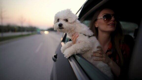 漂亮的年轻女人戴着太阳镜坐在汽车后座手里拿着马耳他狗