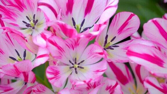 花园中白色带粉红条纹的花瓣