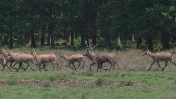 Père David's deer(Davidshirsch)grazingonameadowinfrontofaforest