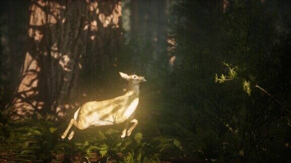极速慢动作鹿在松林中跳跃